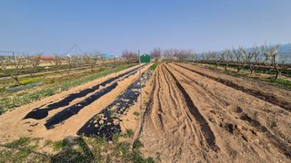 산수화풍님의 기타작물 · 영농일지 작성글 사진