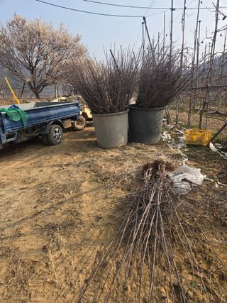 홍1237님의 사과 · 영농일지 작성글 사진