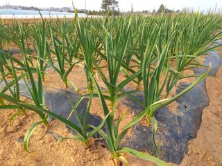 박웅님의 고추 · 영농일지 작성글 사진