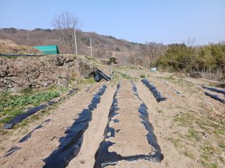 한골머스마님의 기타작물 · 영농일지 작성글 사진