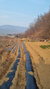 팜모닝 고추·영농일지 게시글 이미지