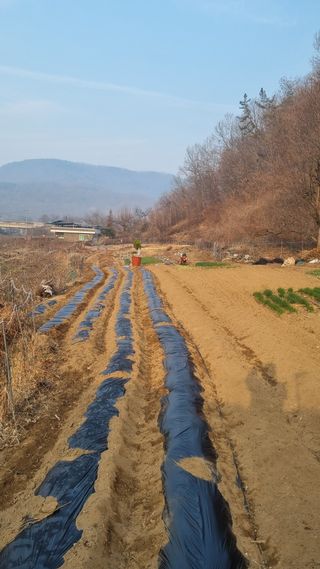 최영환님의 고추 · 영농일지 작성글 사진