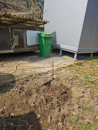 일향 님의 자두 · 영농일지 작성글 사진