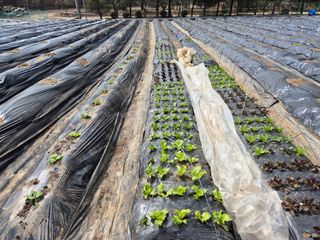 이경옥님의 기타작물 · 영농일지 작성글 사진