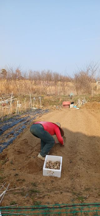 손성금님의 감자 · 영농일지 작성글 사진