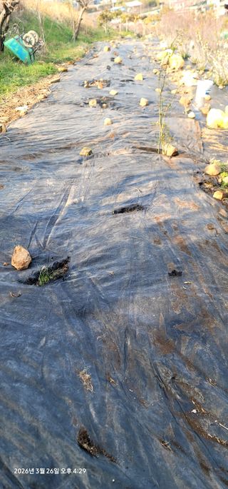 박종화님의 기타작물 · 영농일지 작성글 사진