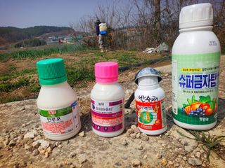 오이8898황산면님의 마늘 · 영농일지 작성글 사진