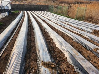 박유순님의 감자 · 영농일지 작성글 사진