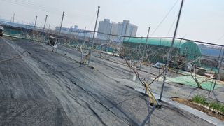 김인하님의 복숭아 · 영농일지 작성글 사진