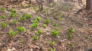 귀산촌님의 기타작물 · 영농일지 작성글 사진