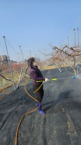 팜모닝 복숭아·영농일지 게시글 이미지