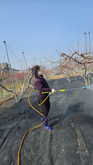 김인하님의 복숭아 · 영농일지 작성글 사진