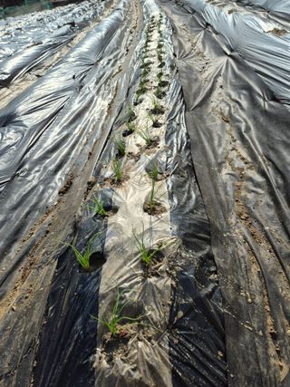 이경옥님의 기타작물 · 영농일지 작성글 사진