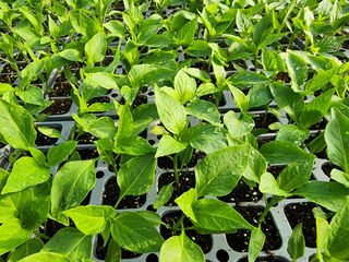 김정기 님의 고추 · 영농일지 작성글 사진