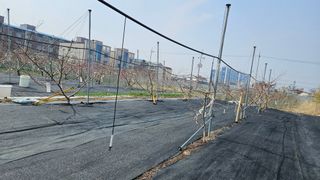 김인하님의 복숭아 · 영농일지 작성글 사진