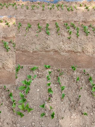 인생은 소풍처럼~님의 기타작물 · 영농일지 작성글 사진