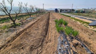 산수화풍님의 기타작물 · 영농일지 작성글 사진