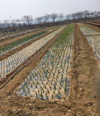 최종태님의 기타작물 · 영농일지 작성글 사진