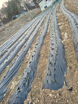 강윤석님의 기타작물 · 영농일지 작성글 사진