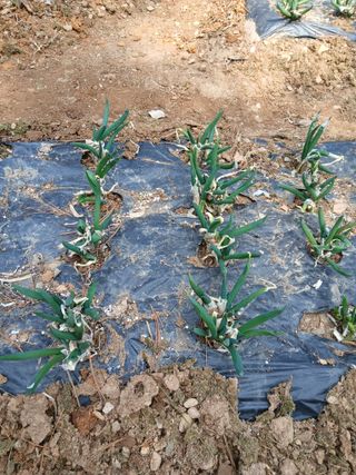 인생은 소풍처럼~님의 기타작물 · 영농일지 작성글 사진