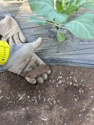 김성진님의 양배추 · 영농일지 작성글 사진