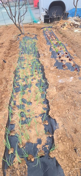 김성필님의 기타작물 · 영농일지 작성글 사진