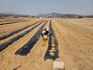 장은주님의 감자 · 영농일지 작성글 사진