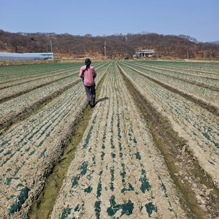 권정식님의 양파 · 영농일지 작성글 사진