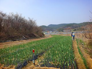 오이8898황산면님의 마늘 · 영농일지 작성글 사진
