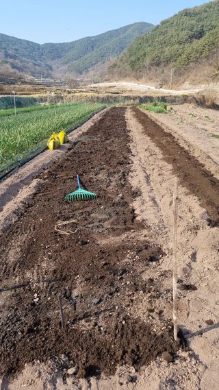 김동명님의 고추 · 영농일지 작성글 사진