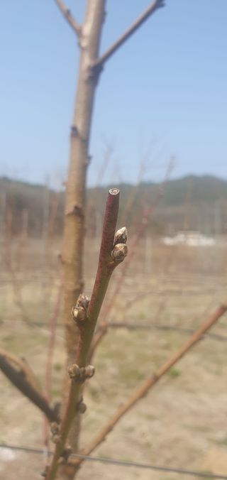 이용찬님의 기타작물 · 영농일지 작성글 사진