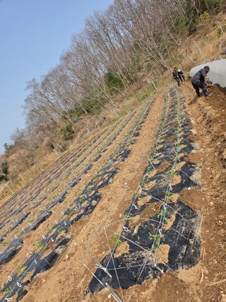 고추농사 정 미라님의 고추 · 영농일지 작성글 사진