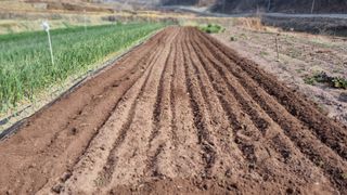 김동명님의 고추 · 영농일지 작성글 사진