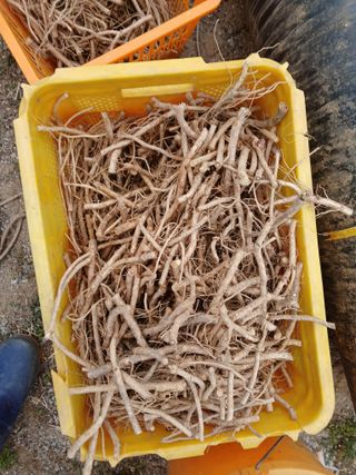 거창두릅농원김성희님의 두릅 · 영농일지 작성글 사진