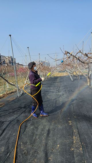 김인하님의 복숭아 · 영농일지 작성글 사진