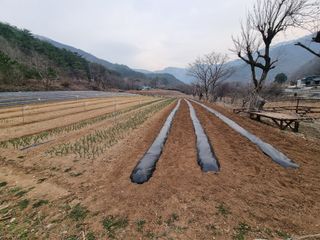 자병산무농약고추님의 옥수수 · 영농일지 작성글 사진