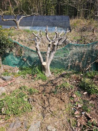 일향 님의 자두 · 영농일지 작성글 사진