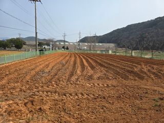 심기정님의 들깨 · 영농일지 작성글 사진