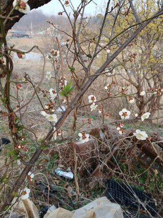 강지현님의 매실 · 영농일지 작성글 사진