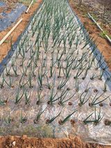 팜모닝 마늘·영농일지 게시글 이미지