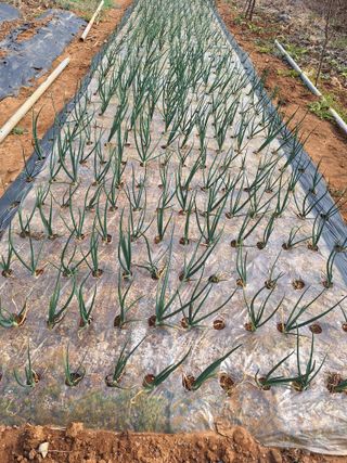 김용환님의 마늘 · 영농일지 작성글 사진