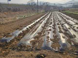 작은세우님의 고추 · 영농일지 작성글 사진