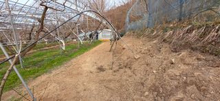 달맛햇복숭아농원님의 복숭아 · 영농일지 작성글 사진