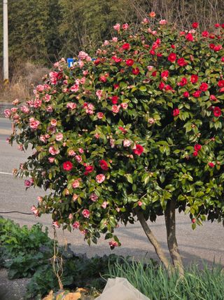 정정치님의 기타작물 · 영농일지 작성글 사진