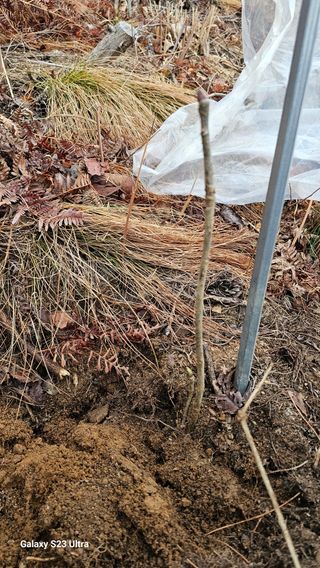 염봉섭님의 기타작물 · 영농일지 작성글 사진