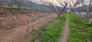 달맛햇복숭아농원님의 복숭아 · 영농일지 작성글 사진