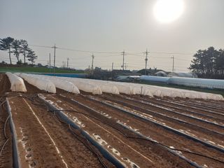 박웅님의 고추 · 영농일지 작성글 사진