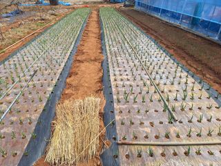 김용환님의 마늘 · 영농일지 작성글 사진