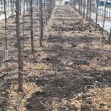 팜모닝 기타작물·영농일지 게시글 이미지