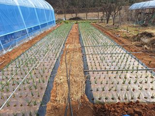 김용환님의 마늘 · 영농일지 작성글 사진